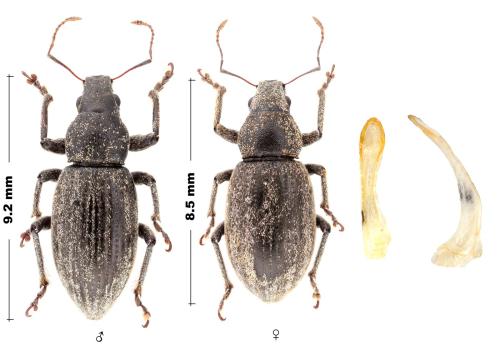 Achradidius sp.